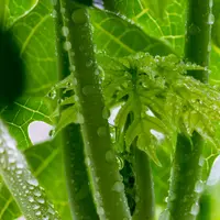 Ilustrasi daun pepaya./Copyright pixabay.com/thoxuan99