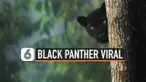 BLACK PANTHER