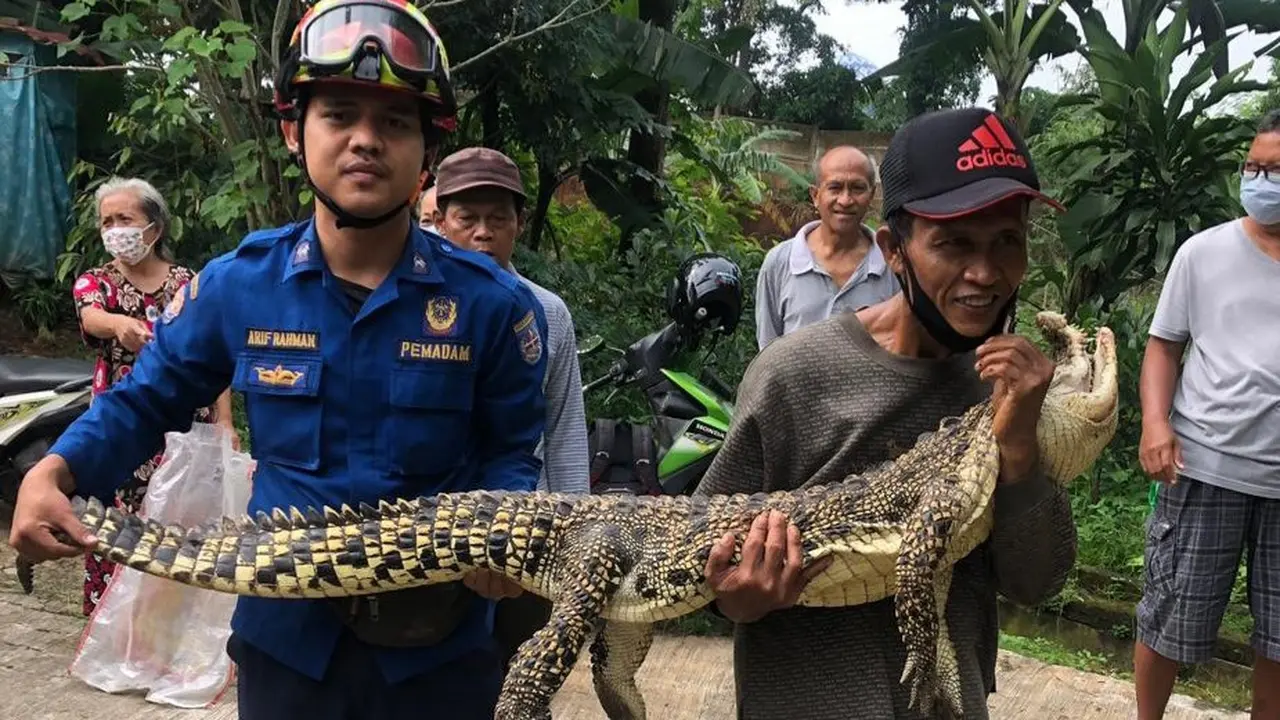 Seekor buaya ditemukan warga Perumahan Cengkeh, Kecamatan Sukmajaya, Depok, Minggu (4/4/2021).