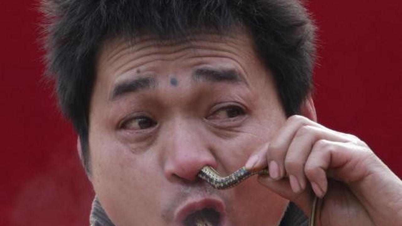 Atraksi nekat, pria ini memasukkan ular hidup melalui hidung