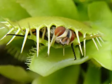 Dionaea Muscipula, lebih dikenal sebagai Penangkap Lalat Venus. Permukaan bagian dalamnya mengandung pigmen merah yang mengeluarkan lendir untuk menarik lalat mendekatinya. (www.greenculturesg.com)
