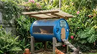 Cara Membuat Kandang Ayam Mini dari Drum Plastik Bekas, Murah, Praktis, dan Ramah Lingkungan