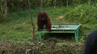 Rehabilitasi Orangutan Kalimantan, Cegah Konflik antara Manusia dan Satwa