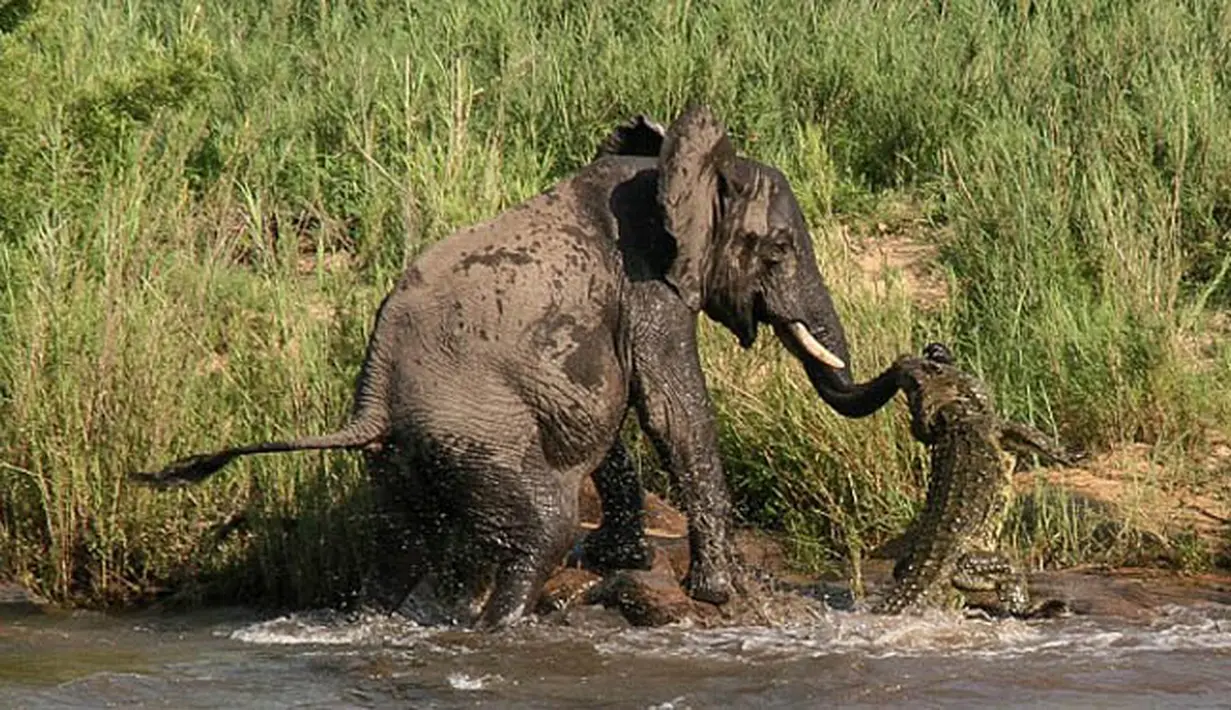 Seekor gajah terlihat berusaha melepaskan diri dari serangan buaya yang menggigit belalainya saat gajah itu minum di sungai, Afrika Selatan, Kamis (5/2/2015). (Dailymail)