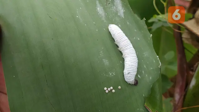 Hama Ulat atau dengan nama latin Erionota Thrax yang kerap merusak tanaman pisang petani Gorontalo (Arfandi Ibrahim/Liputan6.com)