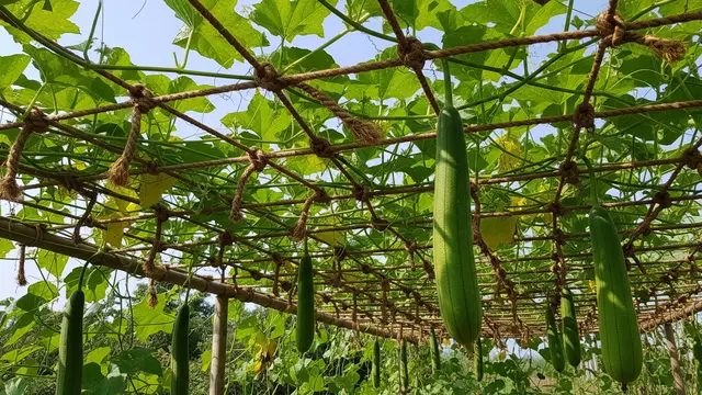 Memasang Tali Rambat untuk Batang Gambas