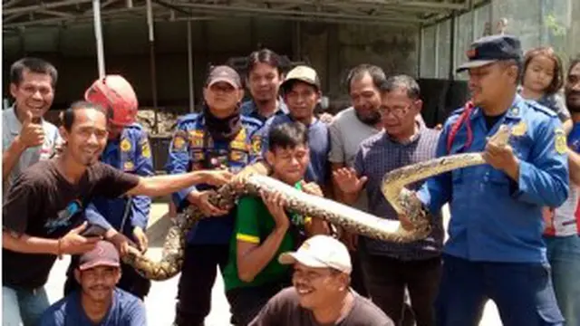 Ular Sanca Kembang Ditemukan di Bawah Peti Kemas Kawasan Pergudangan Sentul. ©2022 Merdeka.com/Istimewa