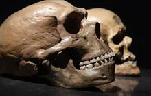 Ilmuwan Jelaskan Perbedaan Homo Sapiens dengan Neanderthal, Siapa yang Paling Mirip Manusia Modern?