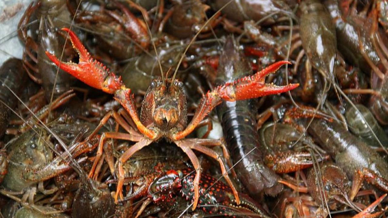 Ekonomi Makin Sulit, Warga AS Ogah Beli Udang karena Mahal