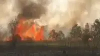 Kebakaran hutan dan lahan (karhutla) melanda&nbsp;Taman Nasional Way Kambas di Lampung. (dok. tangkapan layar Instagram @btn_waykambas/https://www.instagram.com/p/Cx7JtBIPsT0/)