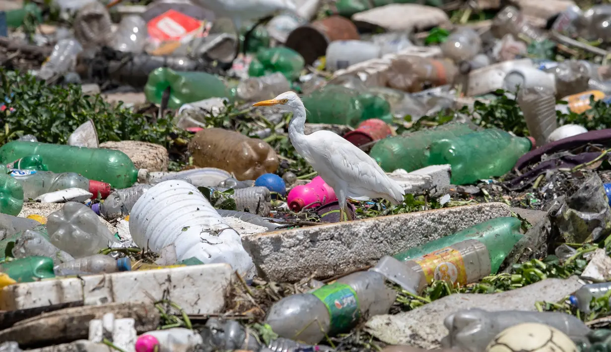 Seekor burung bertengger di atas sampah untuk mencari makanan di Sungai Pinheiros di Sao Paulo, 22 Oktober 2020. Akibat pembuangan limbah domestik dan limbah padat selama bertahun-tahun, Sungai Pinheiros yang dianggap sebagai salah satu paling tercemar di Brasil. (AP/Andre Penner)