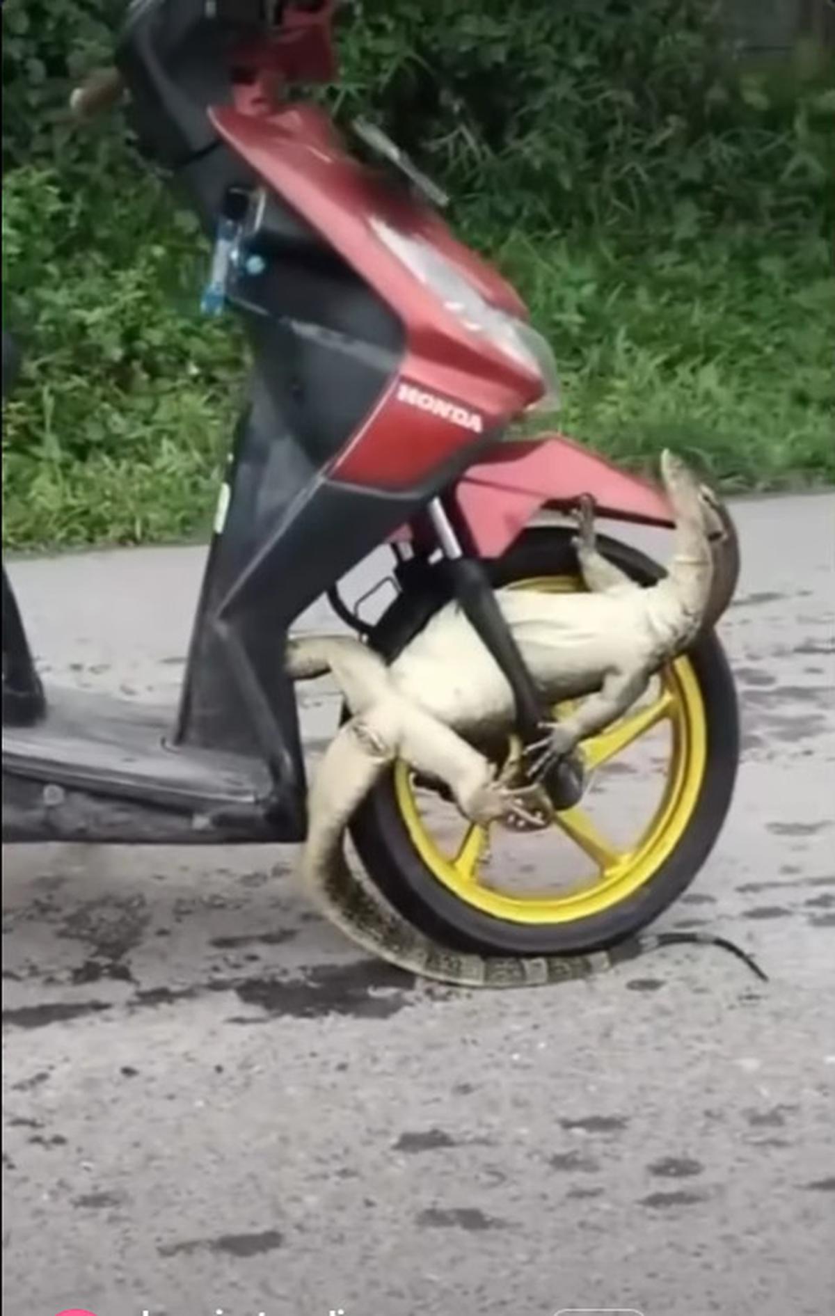 Biawak Jumbo ‘Nebeng’ di Motor Ibu-Ibu, Warganet Ngakak Lihat Videonya
