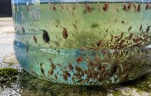 Modal Galon Bekas, Budidaya Kutu Air Ini Bisa Jadi Pakan Ikan Murah dan Praktis