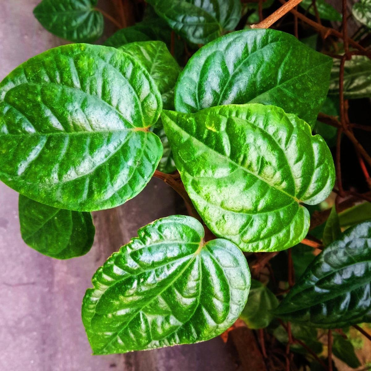 Bongkar 4 Khasiat Baik dari Daun Sirih untuk Kesehatan Tubuh, Apa Saja Ya?