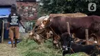 Pedagang memberi makan hewan kurban yang dijual di Cipulir, Jakarta, Selasa (28/6/2022). Menjelang Hari Raya Idul Adha, penjualan hewan kurban seperti sapi, kerbau, dan kambing kembali bergeliat meski sedang mewabah virus penyakit mulut dan kuku (PMK). (Liputan6.com/Johan Tallo)