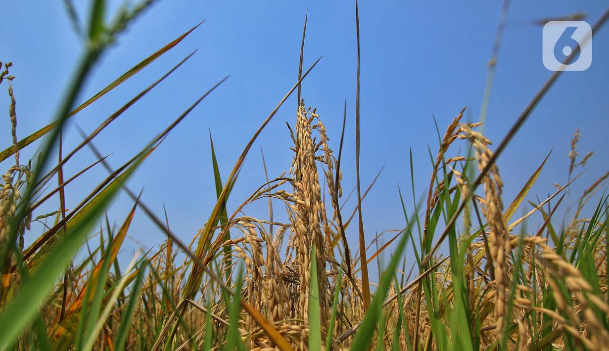 Kondisi gabah kering siap panen di kawasan Kronjo, Kabupaten Tangerang, Jumat (8/9/2023). (Liputan6.com/Angga Yuniar)