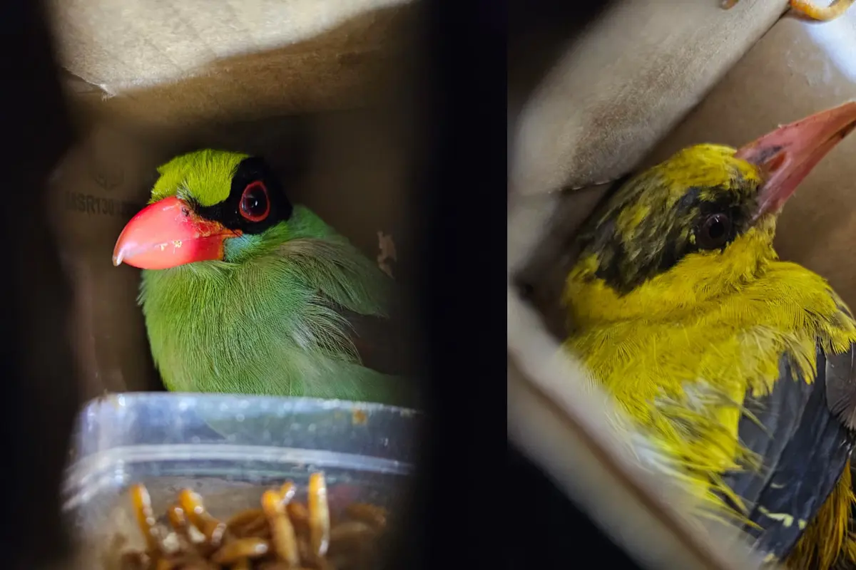 Aksi Kejar-kejaran di Bakauheni: Petugas Temukan 620 Burung Tersembunyi di Dalam Bus Palembang-Bekasi
