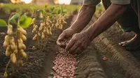 Cara Menanam Kacang Tanah agar Berbuah Lebat dari Benih hingga Panen Melimpah