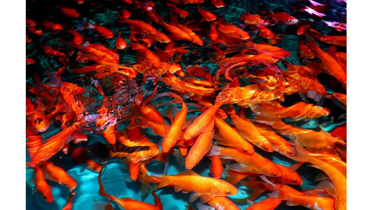 Danau Terbengkalai Jadi Tempat Penangkaran Ikan Mas