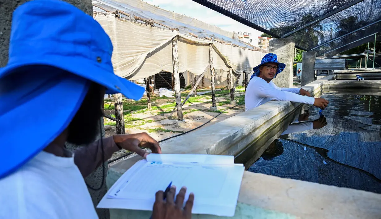 Para pekerja mengukur PH dalam tangki air budidaya ikan Jojo Acuaponics di Havana, pada 18 Oktober 2023. (YAMIL LAGE/AFP)