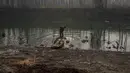 Seorang penduduk desa Kashmir mengeluarkan seikat anyaman yang disimpan di sungai terdekat untuk melembutkan kulit, di pinggiran Srinagar, Kashmir yang dikuasai India (30/11/2021). Warga Kashmir menggunakan tungku tradisional untuk menghangatkan diri selama musim dingin. (AP Photo/Dar Yasin)