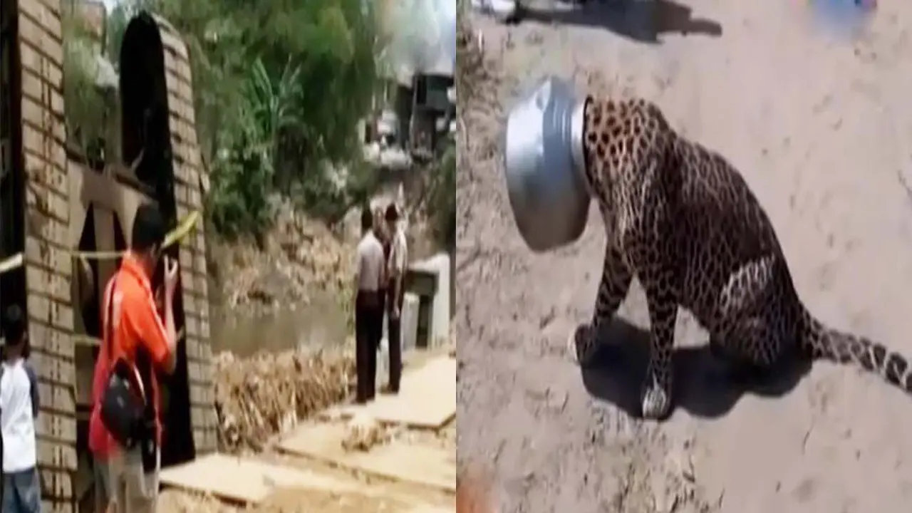 Olah TKP Crane Ambruk hingga Macan Tutul Terjebak dalam Tempayan