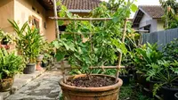 5 Trik Merawat Anggur dalam Pot agar Bunga Tak Rontok dan Berbuah Lebat