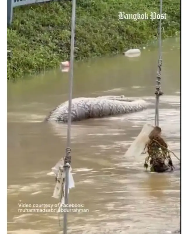 Momen ular piton berenang di jalanan tergenang banjir,  penampakannya bikin bergidik