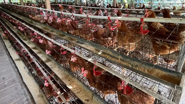 Kandang Ayam Petelur Milik Nahtadia di Cibodas