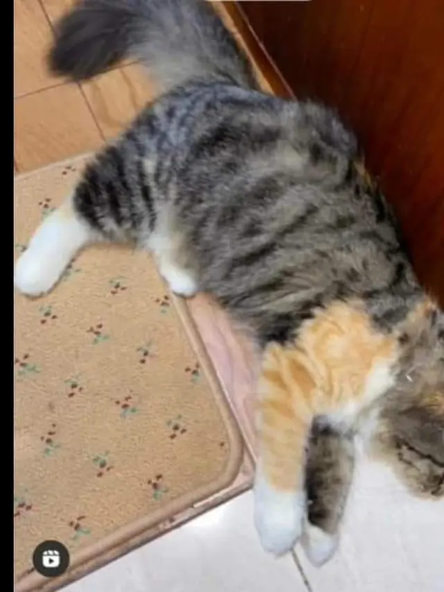6 Potret Kucing dengan Motif di Lengan Unik Ini Curi Perhatian