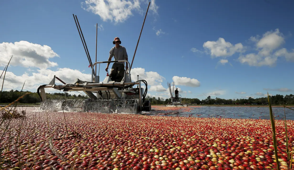 Nick Johnson memanen cranberry di sebuah rawa di Gilmore Perusahaan Cranberry di Carver, Massachusetts, AS, Senin (14/9). Menurut Asosiasi Petani Cape Cod Cranberry, sekitar 200 juta cranberry tumbuh setiap tahun di Massachusetts.  (REUTERS/Brian Snyder)