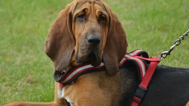 Bloodhound