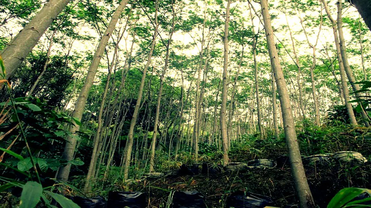 Ketika Lahan Tandus 'Disulap' Jadi Kanopi Hutan Sengon 