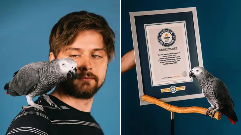 Apollo, burung beo abu-abu Afrika berusia 4 tahun pecahkan rekor dunia dari Guinness World Record. (Dok Guinness World Records)