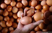 Bapanas Pastikan Ketersediaan Telur Ayam Aman Jelang Natal dan Tahun Baru 2026
