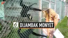 Niat awalnya sih selfie bareng dengan sepasang monyet. Namun, wanita yang satu ini malah mengalami kejadian memalukan. Karena berdiri terlalu dekat dengan si monyet, rambut wanita ini ditarik-tarik monyet tersebut.