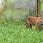 Harimau di Medan Zoo