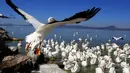 Kawanan pelikan putih, salah satu burung terbesar di Kanada dan AS, terlihat di pantai laguna Chapala di Cojumatlan de Regules, Meksiko, pada 28 Januari 2022. Pelikan putih melakukan perjalanan ribuan kilometer bermigrasi dari suhu dingin Amerika Utara. (ULISES RUIZ / AFP)