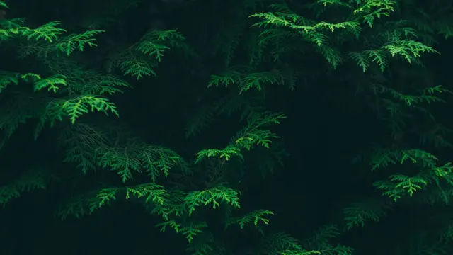 Background Presentasi Green