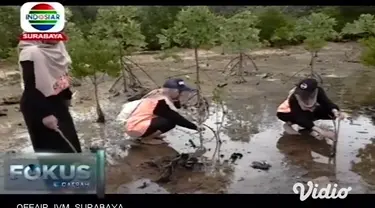 Ratusan mahasiswa di Malang, Jawa Timur, menanam bibit mangrove di area Pantai Clungup, Kabupaten Malang. Gelaran ini, sebagai wujud kepedulian mahasiswa terhadap lingkungan.