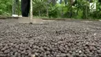 Para petani dan pengumpul kopi dalam negeri sedang bingung. Biasanya jika Dolar naik, harga kopi juga akan ikut naik. Namun kini, harga kopi justru tidak naik. Ada apa?