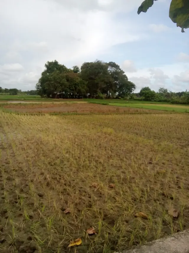 Tanaman padi berwarna kecoklatan dan mati membusuk lantaran rendaman lebih dari empat hari. (Foto: Liputan6.com/Istimewa/Muhamad Ridlo)
