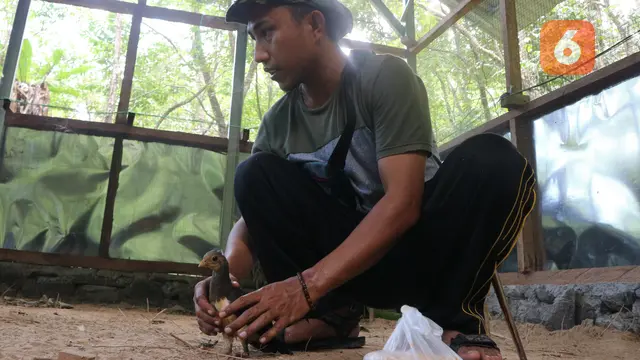 burung maleo di penangkaran di Desa Pakuli Utara Sigi