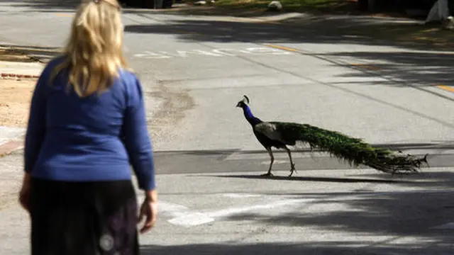 Ribuan Burung Merak Liar Hidup Bebas di California