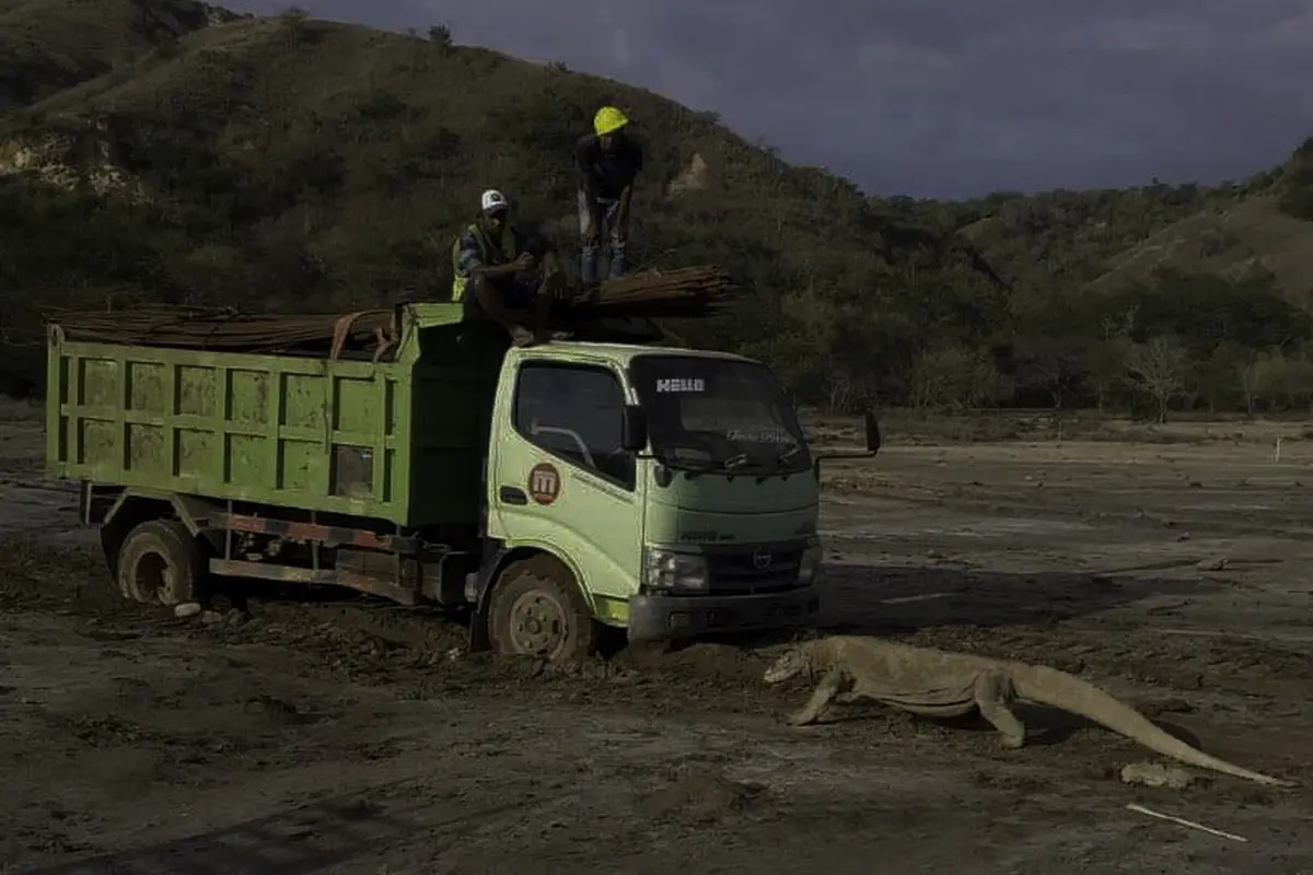 Seekor Komodo menghadang truk proyek di Pulau Rinca