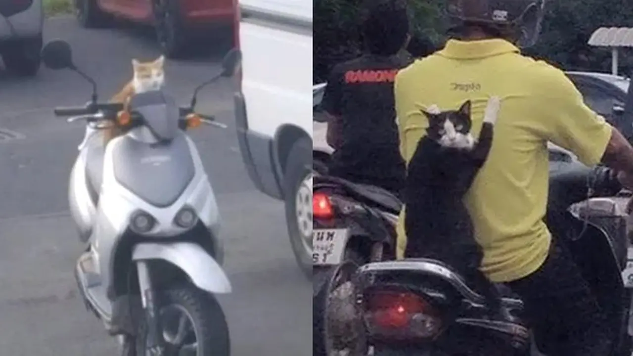 6 Potret Kucing Naik Motor Ini Bikin Geleng Kepala