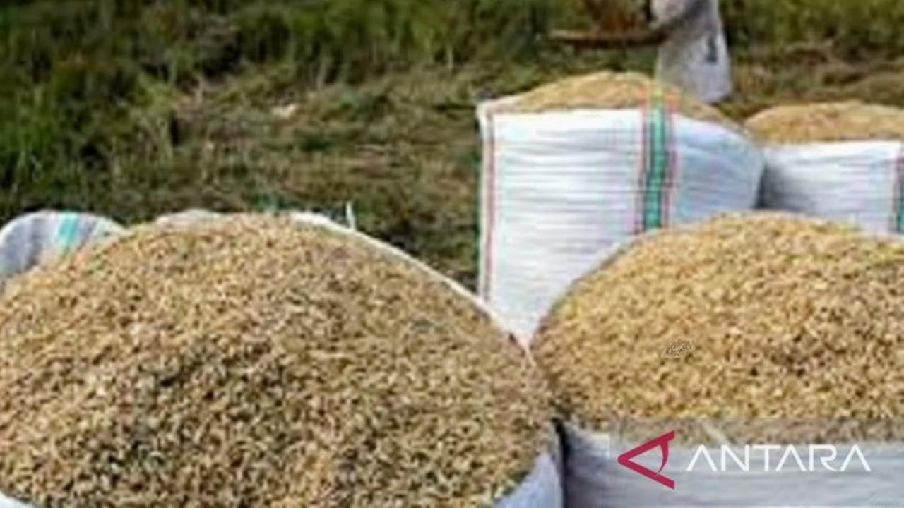 Fakta Unik: Produksi Beras NTB Diprediksi Melonjak 16,65 Persen pada 2025, Pertanda Swasembada?