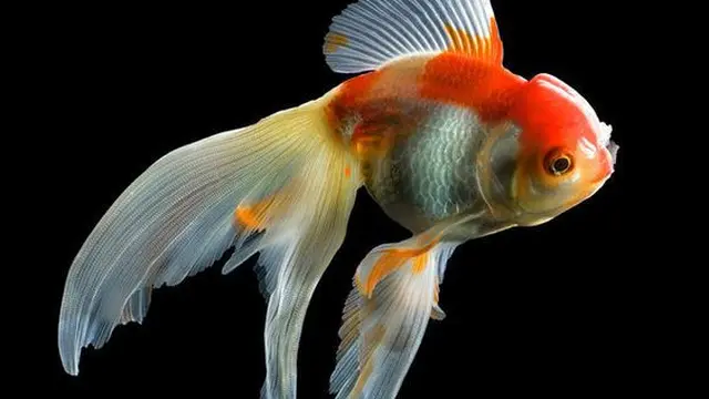 Ilustrasi Ikan Mas Koki Tamasaba (Foto: fineartamerica.com/pinterest)