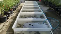 6 Ide Ternak Mini Pakai Box Kontainer Plastik, Solusi Praktis Lahan Terbatas