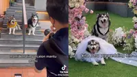 Pertunangan dua ekor anjing bernama Jojo dan Luna viral di TikTok. Berhasil bikin warganet iri. (Sumber: TikTok @6j.family)